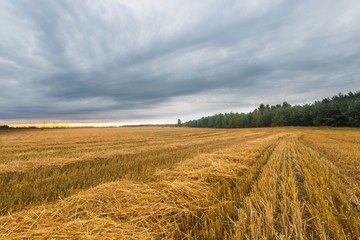 Stubble field landscape