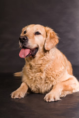 Golden Retriever im Studio