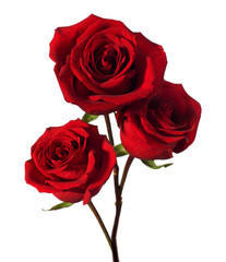 three dark red roses with water drops  isolated on white