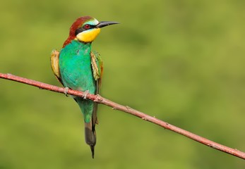 European bee-eater (Merops apiaster) on the branch