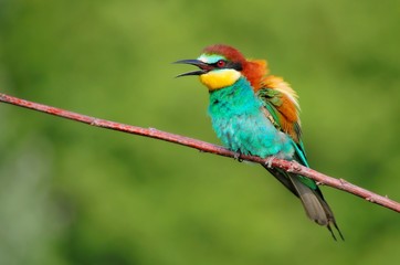 European bee-eater (Merops apiaster) on the branch