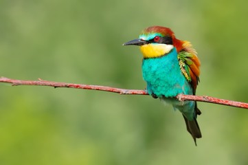 European bee-eater (Merops apiaster) on the branch