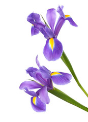 Two Irises isolated on a white background. focus on bottom flower