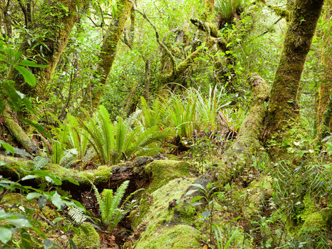 Fototapeta Temperate rain forest, Te Urewera National Park, North Island, New Zealand