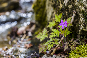 Fototapeta premium Petite Fleur Proche de l'Eau
