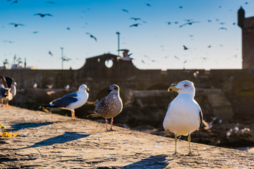 Gulls in the harbor