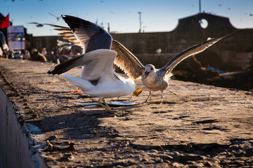 Gulls in the harbor