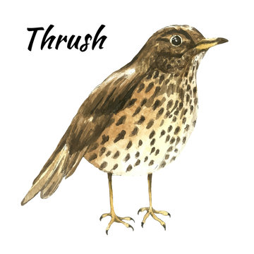 The thrush stand on white background