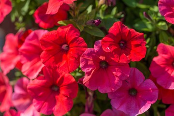 Petunia flowers