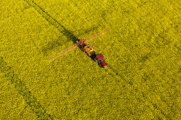 aerial view of yellow  rape harvest fields with tractor