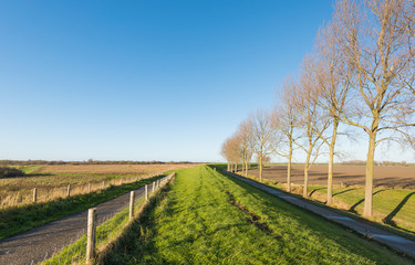 Fototapeta na wymiar Dutch polder landscape in autumn