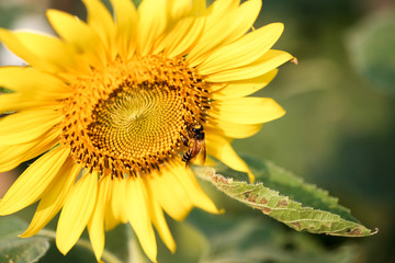 Bee sucking pollen from a sunflower on sunny day