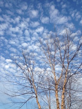 December sky with cirrocumulus clouds