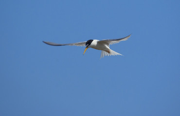 Fototapeta na wymiar Little tern, Sterna albifrons