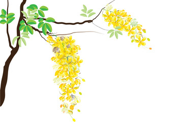 Golden shower flowers or Ratchaphruek ,yellow flowers watercolor look  on white background,set of asean national flower for Thailand