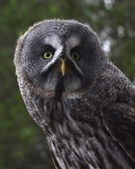 Great Grey Owl or Lapland Owl (Strix nebulosa)