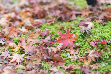 Japanese maple leaves on moss , selective focus , copy space