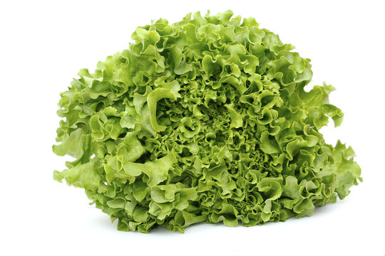 Green leaves lettuce