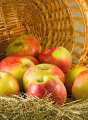 image of  ripe apples in a basket close-up