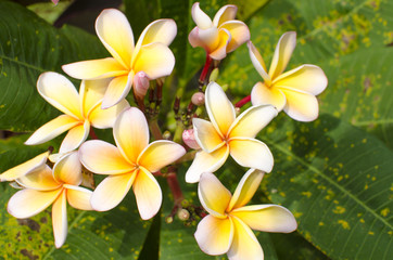 Fototapeta na wymiar flowers of magnolias an Asian plant