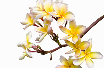 flowers of magnolias on a white background 