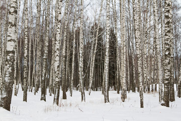 Winter birches