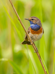 Male Bluethroat looking