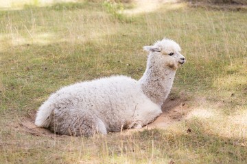 Fototapeta premium Alpaca on farm