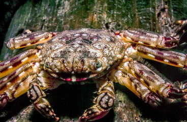 Petrolisthes armatus, the green porcelain crab