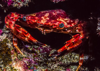 Underwater coral reef