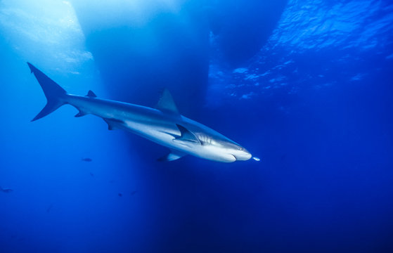 Caribbean reef shark,Carcharhinus perezii