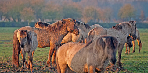 Horses in the light of dawn in winter © Naj