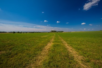 Summer meadow landscape
