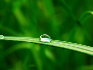 Rain drop on grass blade
