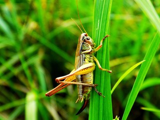 Grasshopper on grass blade