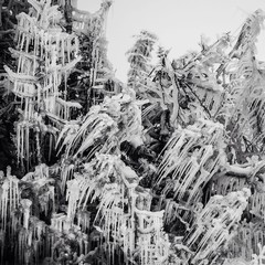 Frozen Trees