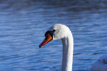 Portrait eines Höckerschwans (Cygnus olor) 