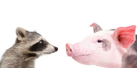 Portrait of a funny raccoon and pig sniffing each other