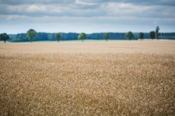 Corn field landscape