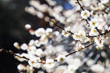 colorful plum flowers closeup
