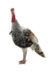 silvery turkey-cock