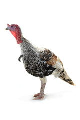 silvery turkey-cock