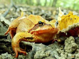 Frog in forest