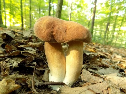Oak mushroom twins in deciduous forest