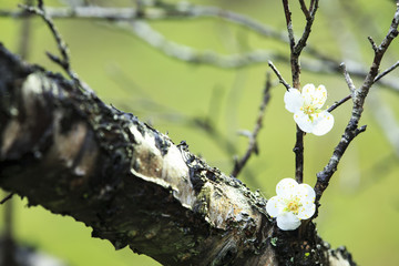 colorful plum flowers closeup
