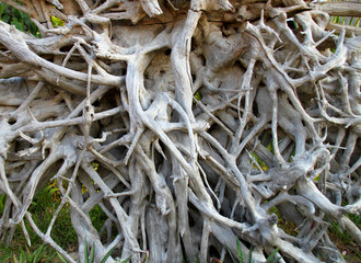 root of tree as a fence