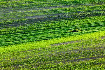Moravian rolling landscape
