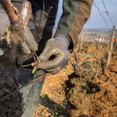 viticulteur dans les vignes