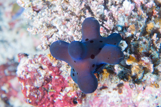 cyrce volvatella nudibranch underwater