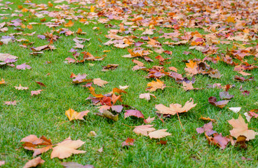 Dry Autumn Leaves on Green Grassy Ground
